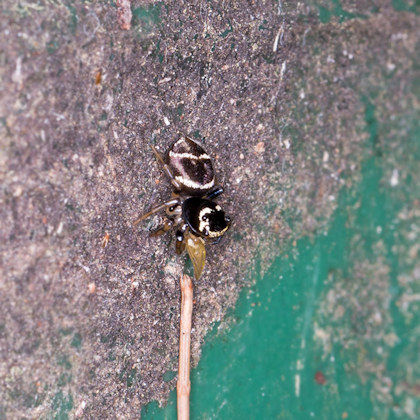 Jumping Spider (Omoedus durvillei) (Omoedus durvillei)